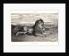 Lion de Perse, 1832? Lithograph. second or third. by Antoine-Louis Barye