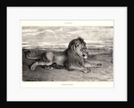 Lion de Perse, 1832? Lithograph. second or third. by Antoine-Louis Barye