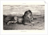 Lion de Perse, 1832? Lithograph. second or third. by Antoine-Louis Barye