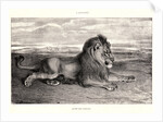 Lion de Perse, 1832? Lithograph. second or third. by Antoine-Louis Barye