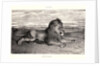 Lion de Perse, 1832? Lithograph. second or third. by Antoine-Louis Barye
