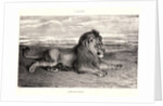 Lion de Perse, 1832? Lithograph. second or third. by Antoine-Louis Barye