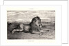 Lion de Perse, 1832? Lithograph. second or third. by Antoine-Louis Barye