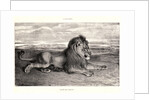 Lion de Perse, 1832? Lithograph. second or third. by Antoine-Louis Barye