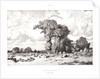 Pastureland in the Limousin (Pacages du Limousin), 1835 by Jules Dupré