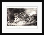 Young Tiger Playing with its Mother (Jeune Tigre jouant avec sa Mêre), 1831 by Eugène Delacroix