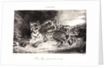Young Tiger Playing with its Mother (Jeune Tigre jouant avec sa Mêre), 1831 by Eugène Delacroix