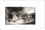 Young Tiger Playing with its Mother (Jeune Tigre jouant avec sa Mêre), 1831 by Eugène Delacroix
