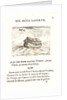 Noah's Ark (L'Arche de Noe), 17th century by Jacques Callot