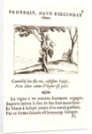 Le Cep de Vigne, 17th century by Jacques Callot