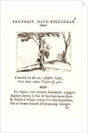 Le Cep de Vigne, 17th century by Jacques Callot