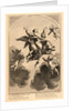 The Life of Saint Bruno, or The Founding of the Carthusian Order, Plate 22, 17th-18th century by Anonymous