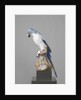 Blue Macaw by Johann Joachim Kändler