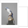 Blue Macaw by Johann Joachim Kändler