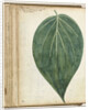betel leaf of sirih by Jan Brandes