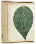 betel leaf of sirih by Jan Brandes