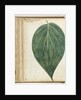 betel leaf of sirih by Jan Brandes
