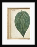 betel leaf of sirih by Jan Brandes