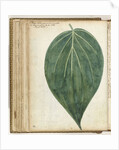 betel leaf of sirih by Jan Brandes