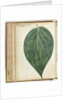 betel leaf of sirih by Jan Brandes