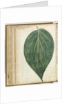 betel leaf of sirih by Jan Brandes