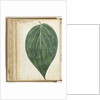 betel leaf of sirih by Jan Brandes
