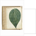 betel leaf of sirih by Jan Brandes