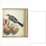 Ceylon bird at Adam's apple by Jan Brandes