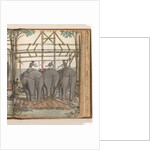 Elephants by Jan Brandes