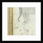 Young elephant by Jan Brandes