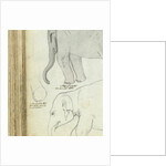 Young elephant by Jan Brandes