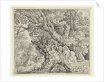 Gnarled Trees near the Water by Roelant Savery