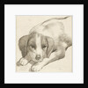 Dog, Cornelis van Noorde by Cornelis Visscher II