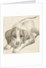 Dog, Cornelis van Noorde by Cornelis Visscher II