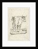 Standing cow by Johan Antoni Kauclitz Colizzi