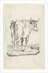 Standing cow by Johan Antoni Kauclitz Colizzi
