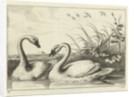 Two swans by Francis Barlow