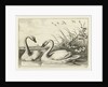 Two swans by Francis Barlow