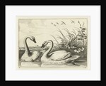 Two swans by Francis Barlow