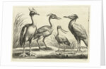 Four waders by Francis Barlow