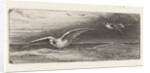 Seagulls by Jacobus Hermanus Otterbeek