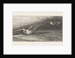 Seagulls by Jacobus Hermanus Otterbeek