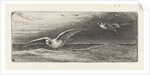 Seagulls by Jacobus Hermanus Otterbeek
