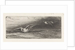 Seagulls by Jacobus Hermanus Otterbeek