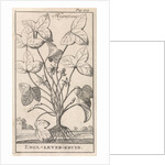 Liver Herb, Caspar Luyken by Jan Claesz ten Hoorn