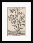 Hawthorn, Caspar Luyken by Jan Claesz ten Hoorn