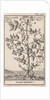Hawthorn, Caspar Luyken by Jan Claesz ten Hoorn