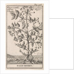 Hawthorn, Caspar Luyken by Jan Claesz ten Hoorn