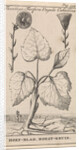 Coltsfoot with cough herb, Caspar Luyken by Jan Claesz ten Hoorn