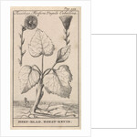 Coltsfoot with cough herb, Caspar Luyken by Jan Claesz ten Hoorn